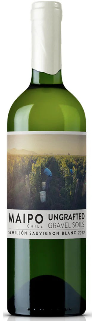 Ungrafted Semillon-Sauvignon Blanc Maipo Valley 2022