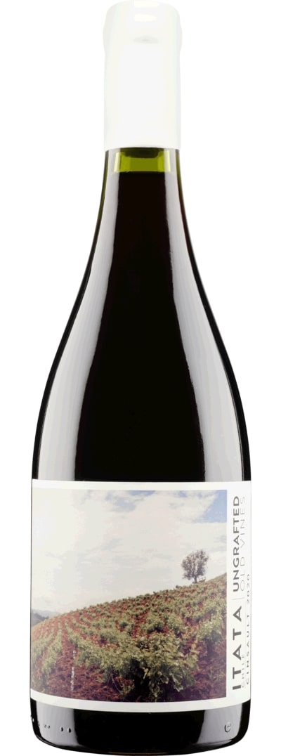 Ungrafted Cinsault Itata Valley 2021