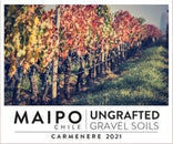 Ungrafted Carmenere Maipo Valley 2021