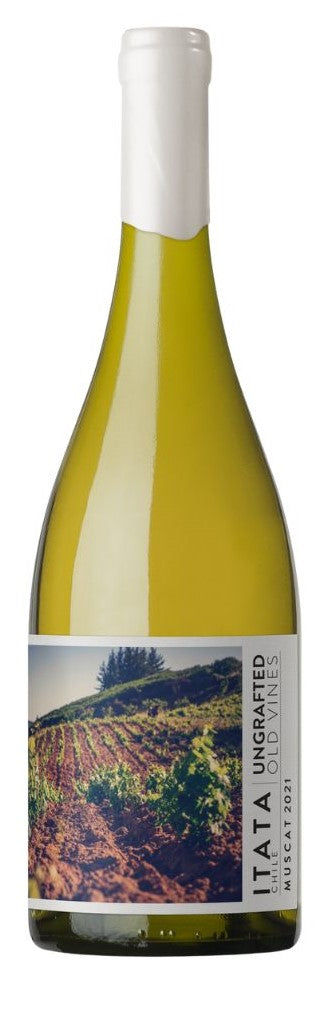 Ungrafted Muscat Itata Valley 2021