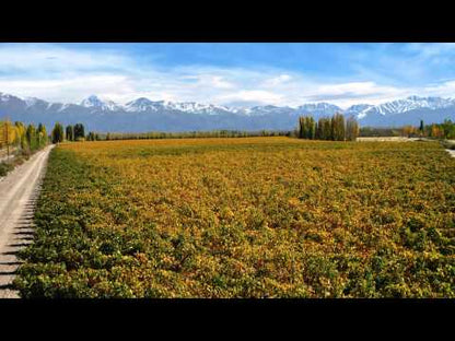 Bodega Catena Zapata Malbec High Mountain Vines 2017